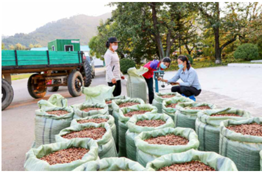 평안북도 창성군에서 산과일과 열매를 수확한 모습(사진=노동신문)