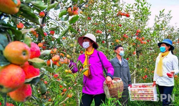  용전과수농장에서 사과따기 작업하는 모습(사진=노동신문/뉴스1)