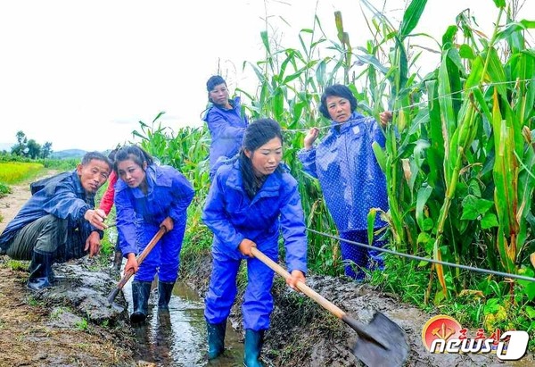 태풍에 대비하는 북한 청진시 청암구역 직하농장(사진=노동신문/뉴스1)