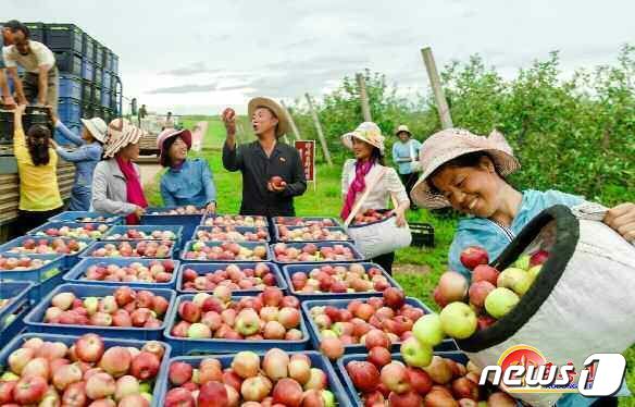 사과를 수확 중인 북한 최대 과일산지 과일군 노동자들(사진=노동신문/뉴스1)