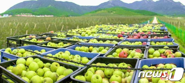 북한 최대 과일산지인 과일군에서 수확한 사과를 수송하는 모습(사진=노동신문/뉴스1)