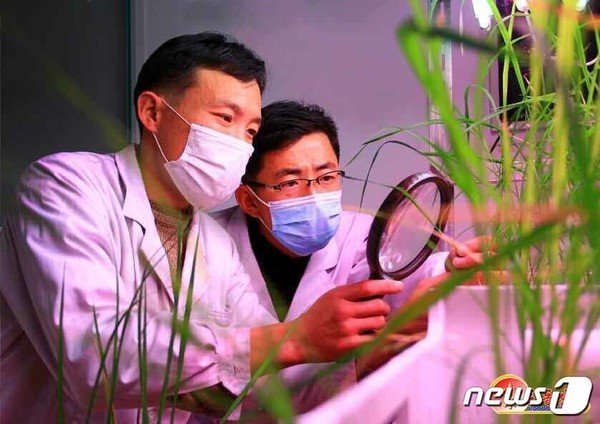 농업연구원 벼연구소 연구원들(사진=노동신문/뉴스1)