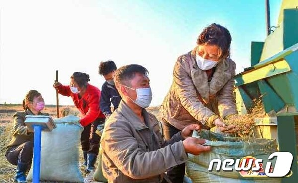 북한 농촌에서 추수한 벼를 탈곡하고 있다.(사진=노동신문/뉴스1)