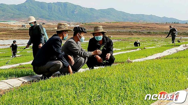 벼모판 관리를 하고 있는 북한 농촌(사진=노동신문/뉴스1)