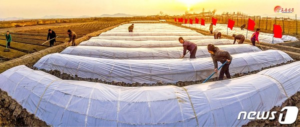 북한 신천군 우산농장에서 모판 씨뿌리기 작업을 하고 있다.(사진=노동신문/뉴스1)