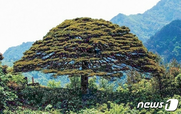 북한 천연기념물 포중소나무(사진=노동신문/뉴스1)
