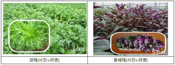 라이트닝 바카라 사이트