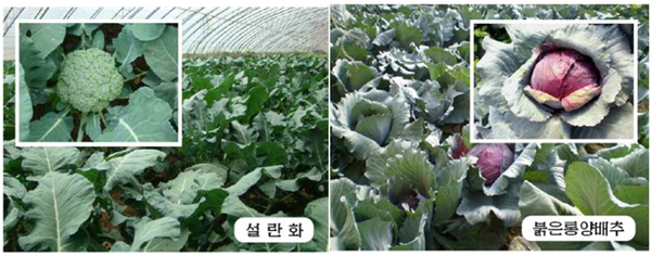 설란화와 붉은통양배추(사진=려명)