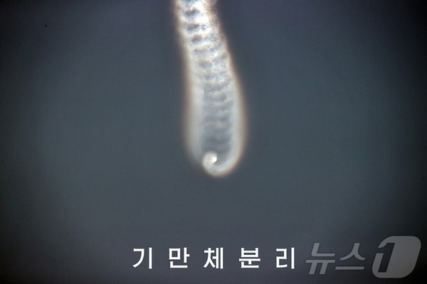 북한 카지노 룰렛 사이트총국은 6월 26일 카지노 룰렛 사이트 기술력 고도화 목표 달성에서 중대한 의미를 가지는 개별기동전투부분리 및 유도조종시험을 성공적으로 진행했다고 주장했다.(사진=노동신문/뉴스1)
