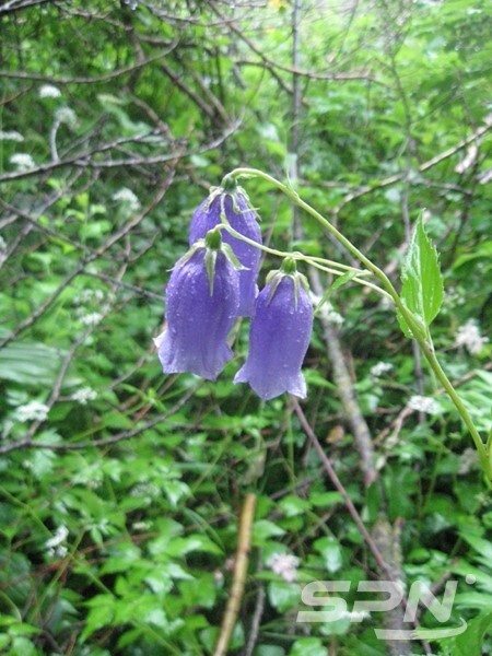 올림푸스 슬롯사이트 특산식물인 검산초롱(사진=내나라)