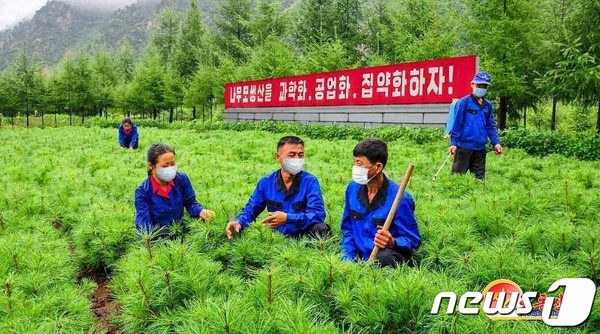 온라인카지노추천 양묘장(사진=노동신문/뉴스1)
