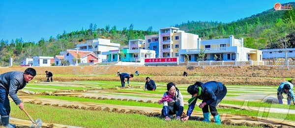 북한 은파군에서 슬롯 머신 돈 따는 꿈을 앞두고 벼모 기르기를 하고 있다.(사진=노동신문/뉴스1)