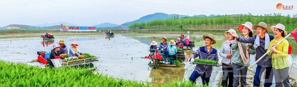 북한 강서구역 청산농장에서 크레이지 슬롯 카지노를 하고 있다.(사진=노동신문/뉴스1)