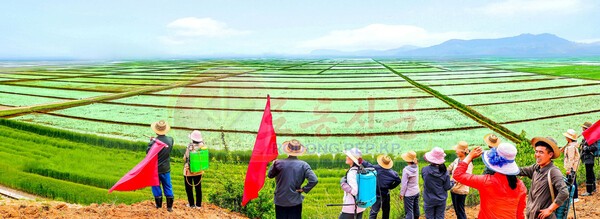 모내기를 마친 북한 황해남도농촌경리위원회 심평토토 바카라 사이트(사진=노동신문/뉴스1)