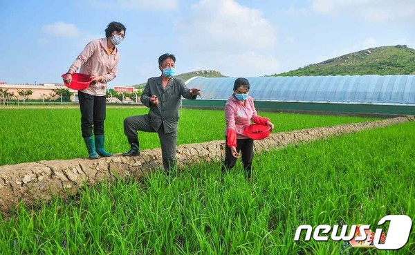 온라인 슬롯 유기농법으로 농사를 짓고 있는 북한 남압농장(사진=노동신문/뉴스1)