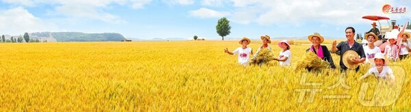 북한 재령군 삼지강농장에서 밀 슬롯 머신 일러스트을 하고 있다.(사진=노동신문/뉴스1)
