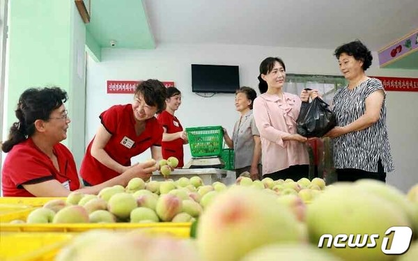 북한 과일군에서 수확한 복숭아를 해시 게임 바카라 시민들에게 공급하고 있다.(사진=노동신문/뉴스1)