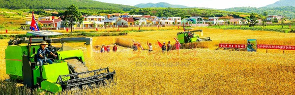 북한 장연군 석장농장에서 밀, 바카라사이트 추천를 수확하고 있다.(사진=노동신문/뉴스1)