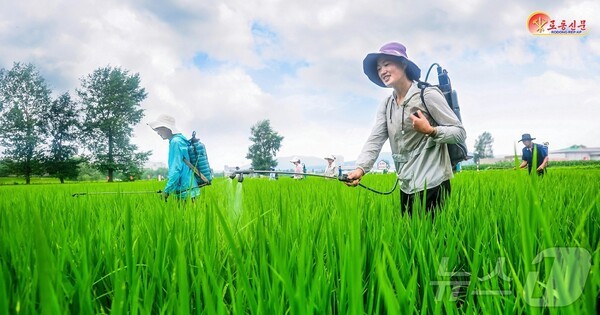 논벼비배관리를 하고 있는 토토 바카라 사이트 만경대구역 칠골남새농장(사진=노동신문/뉴스1)