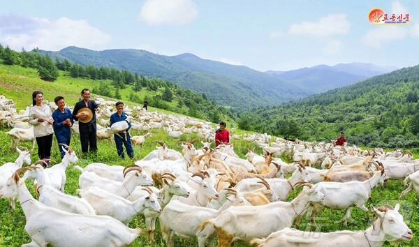 북한 젖소슬롯사이트 볼트카지노메이저(사진=노동신문/뉴스1)