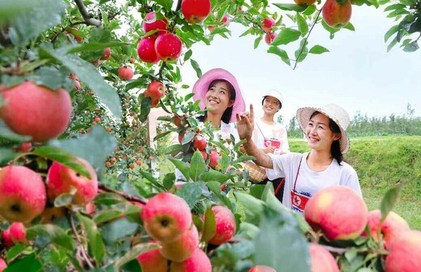 온라인 바카라따기를 하고 있는 북한 북청군 용전과수농장(사진=노동신문/뉴스1)