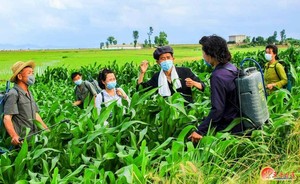 북한 각지 농촌, 논밭 김매기 한창